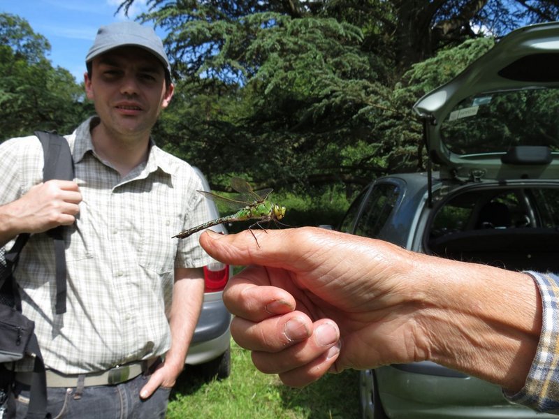 Femelle Aeschna cyanea 001